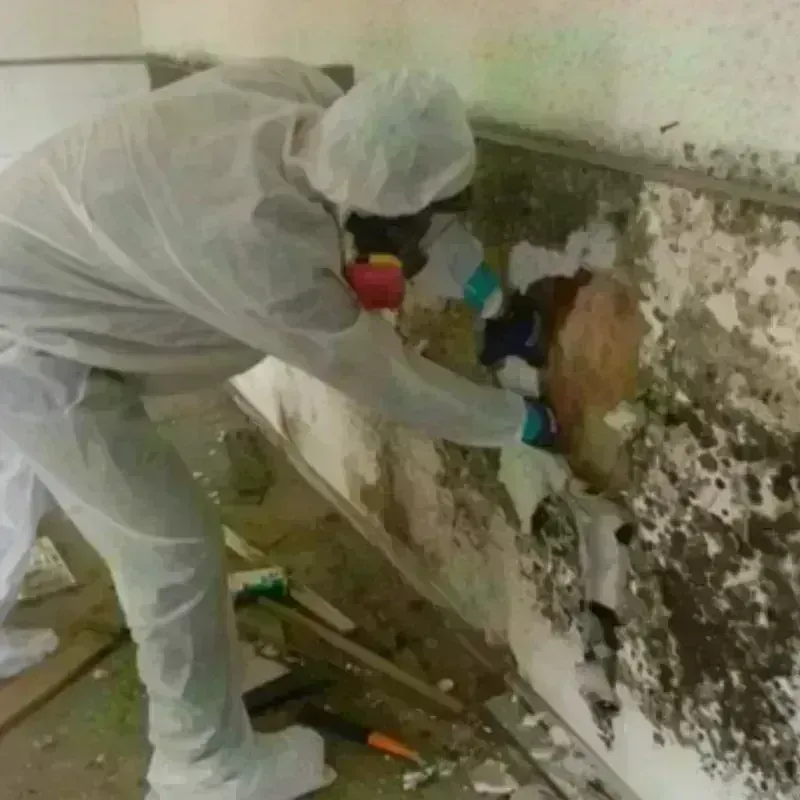 Mold Remediation and Removal in Orange County, CA